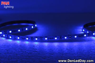 LED dây Xanh Blue 3528, 300 led, cuộn 5m, 12v 6